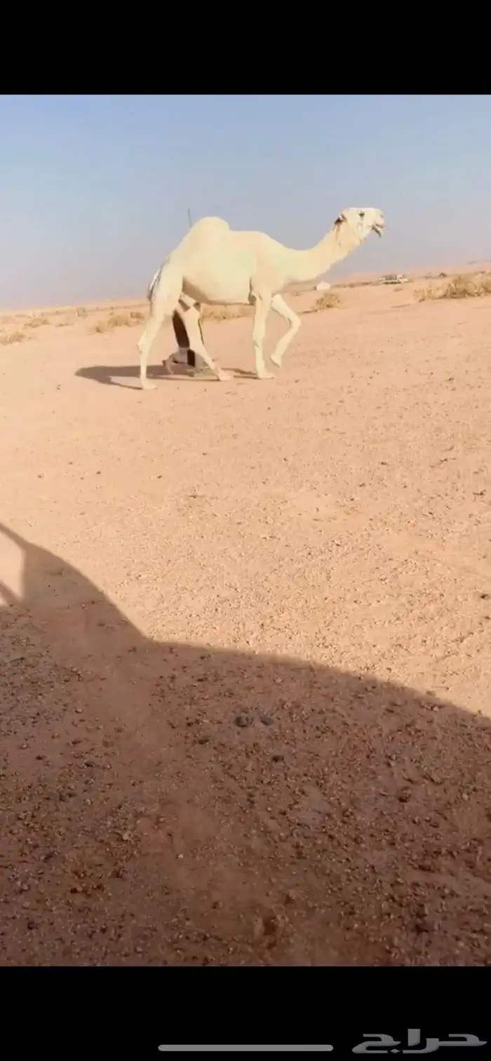 للبيع بعير منتج 1