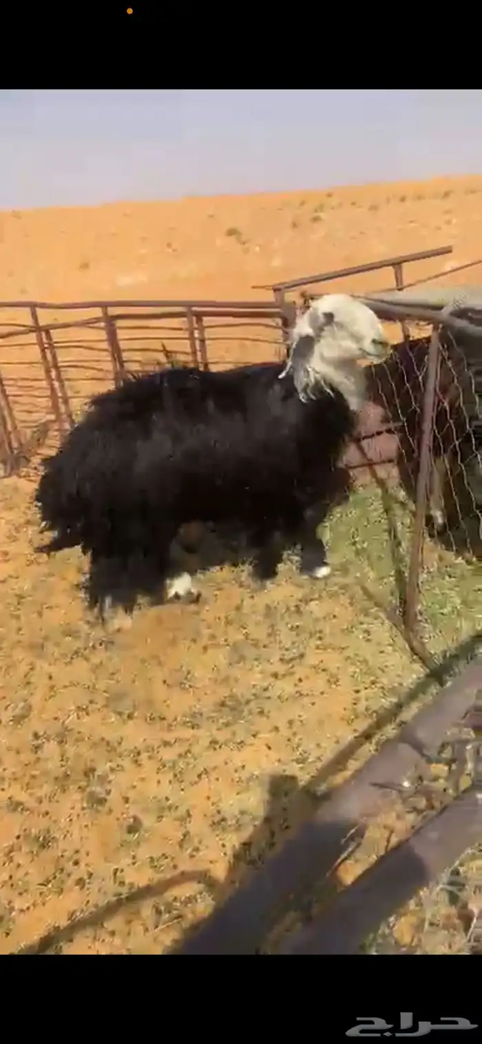 خروف 2