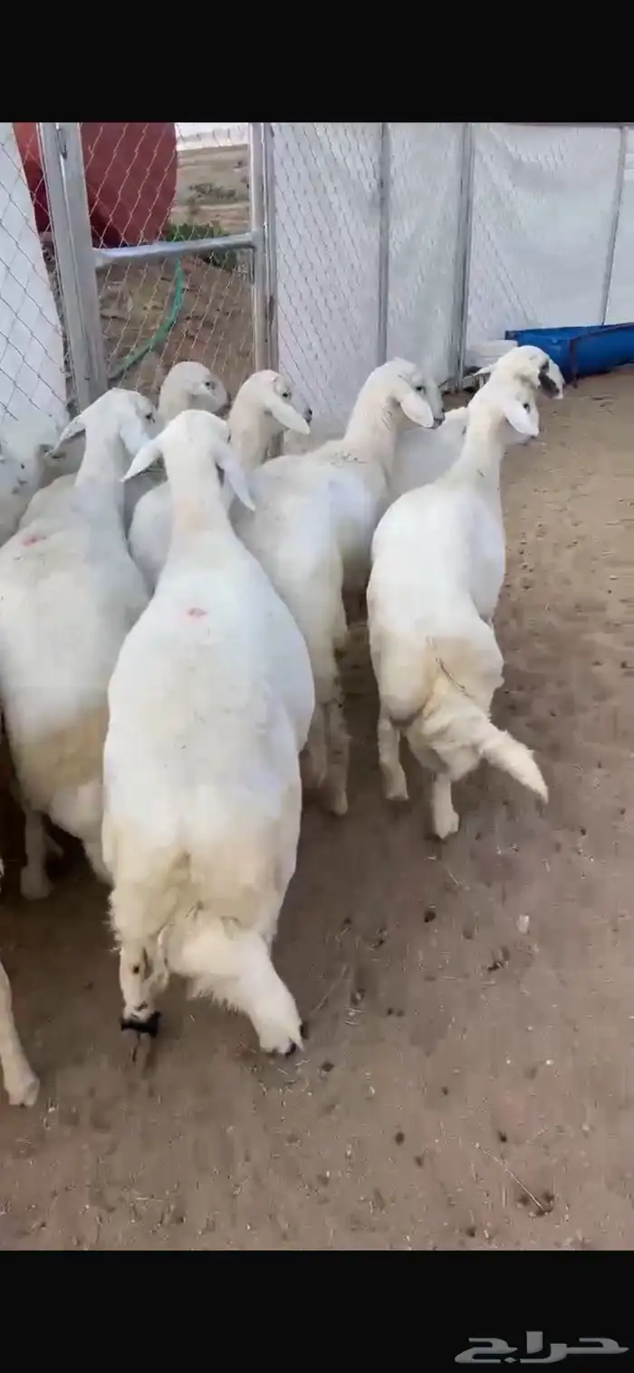 ضان ولد صنف تم البيع 2