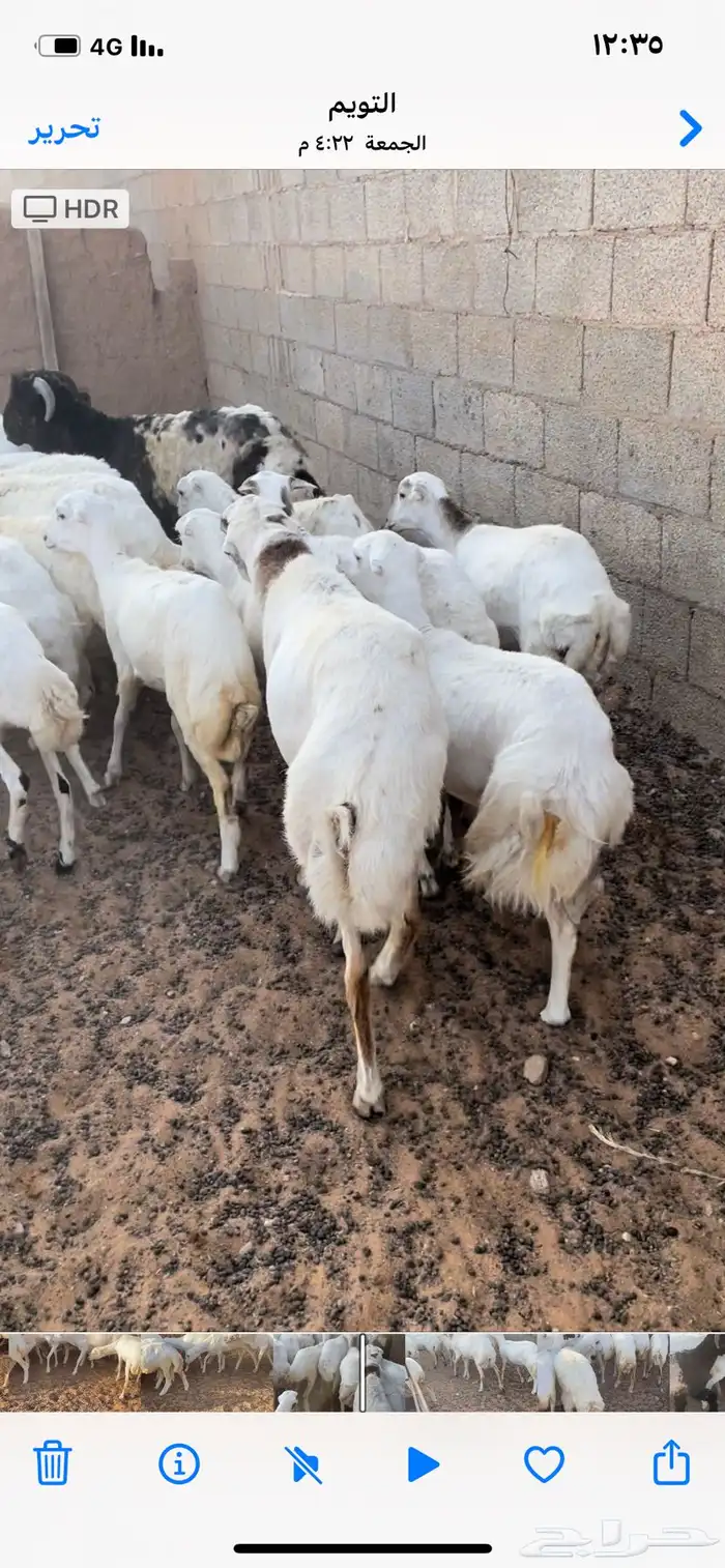 رخال رفيد دفيع ومضاريع 0
