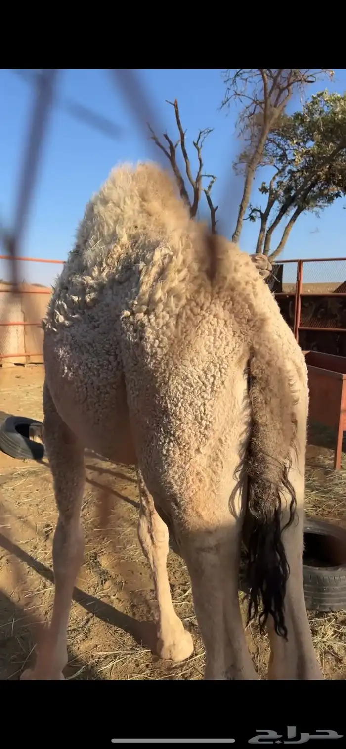 قعود للبيع 0