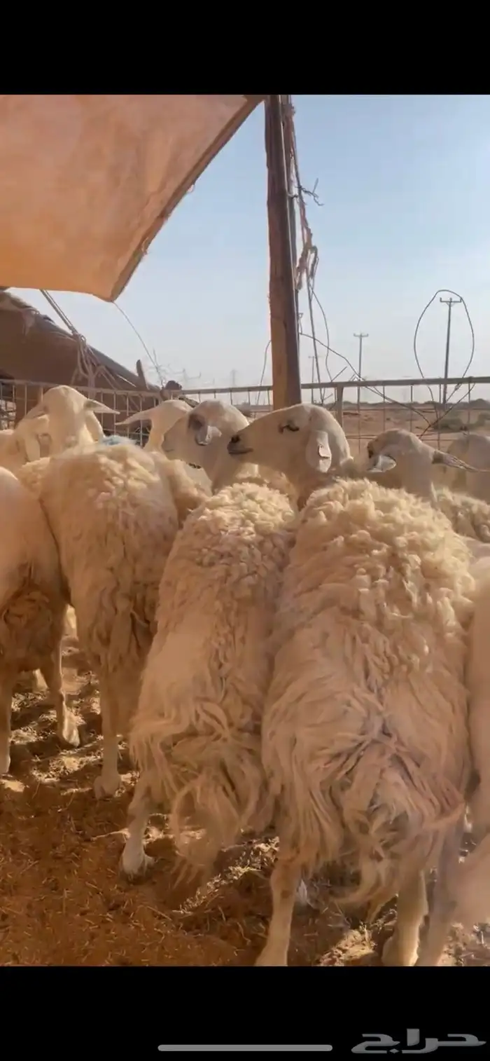 غنم حريات حرش مراح واحد وخوات بعض بفحلها 5