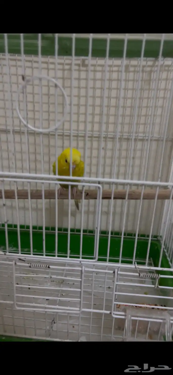 عصفور باجي 2