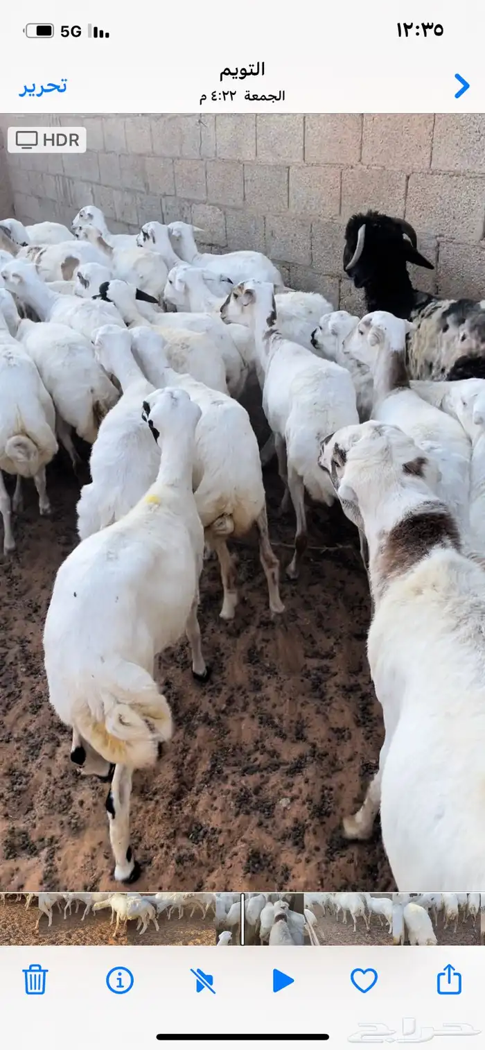رخال رفيد دفيع ومضاريع 2