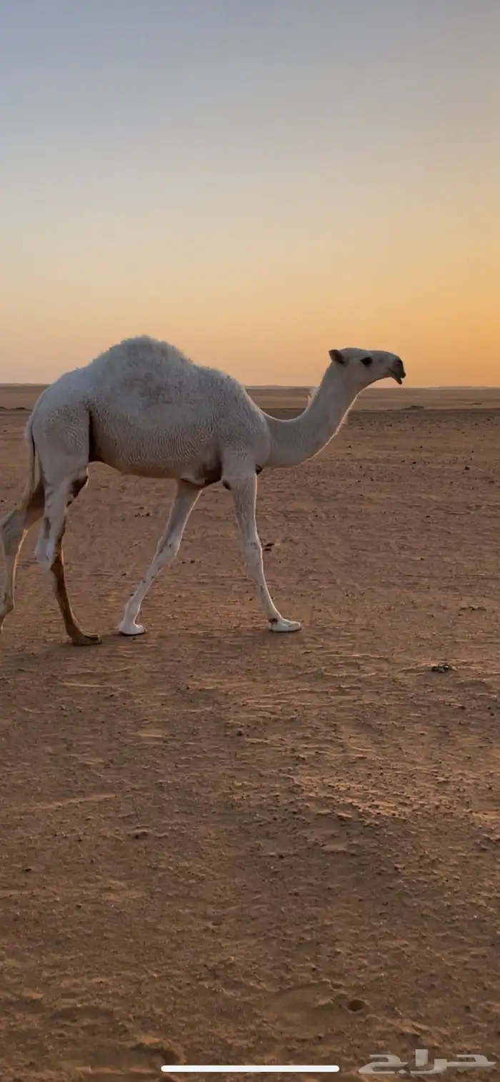 قعود علياني حوار 1