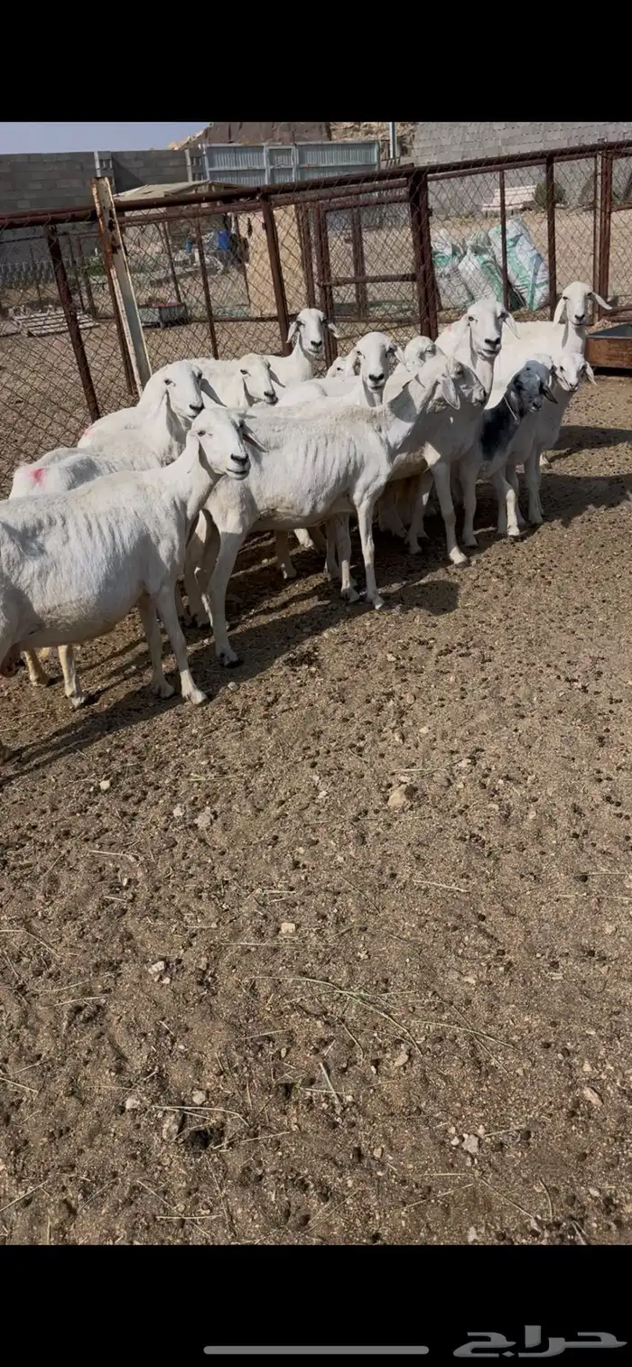 ضان ولد 8(مبيوعه) 0