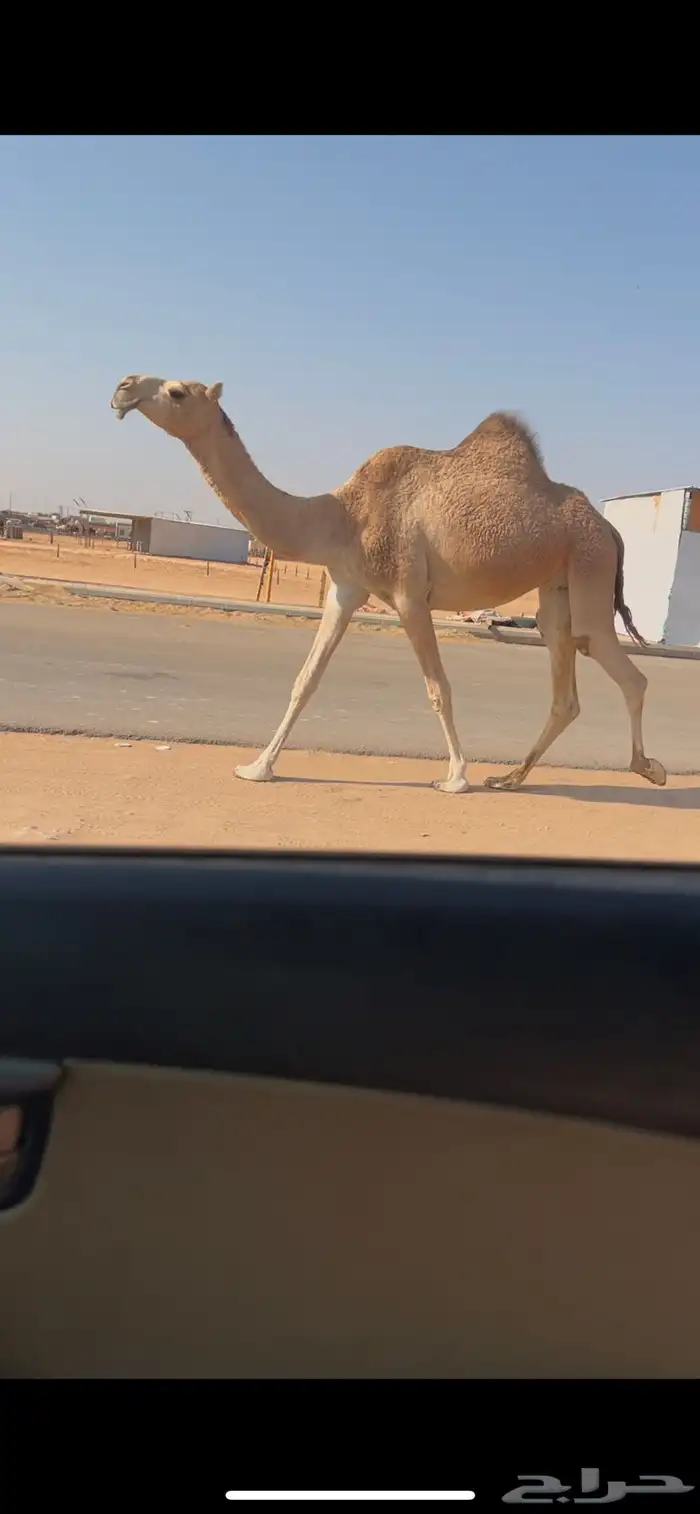 بكر جذعه لقحه على بعير طيب ومنتج 0