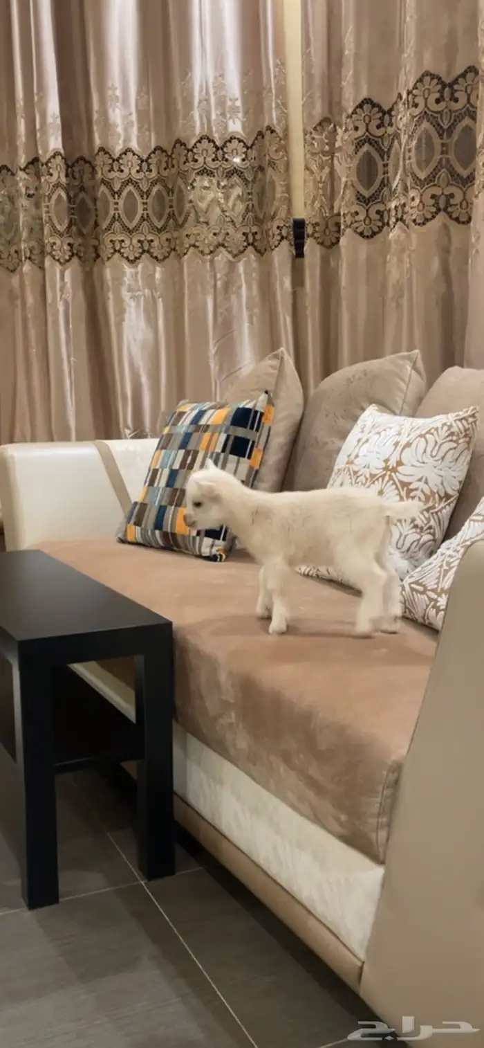 ماعز سوبر قزم عمر اسبوعين للبيع 1500 1