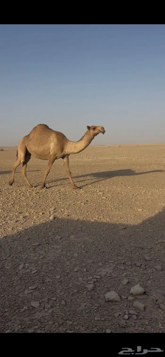 عشرا مبيوع حاشيها 0