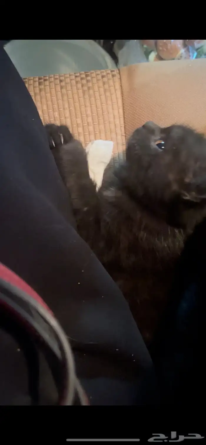 لقيتها مرميه قط بيت بلاك شيرازي للتبني للي يخاف فيه الله 1