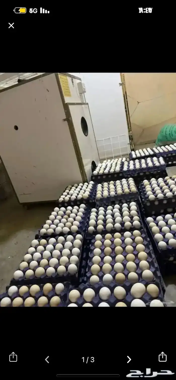 بيض بلدي مخصب نظيف ع الشرط 0