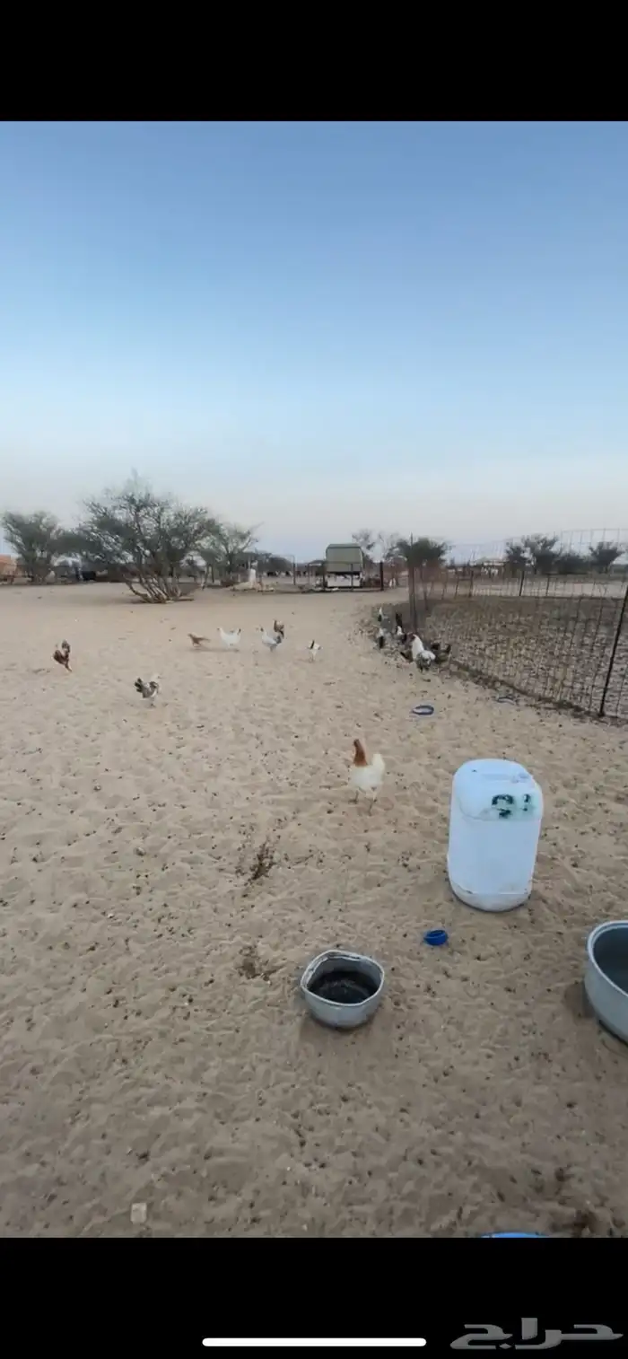 دجاج بلدي للبيع بياض 3