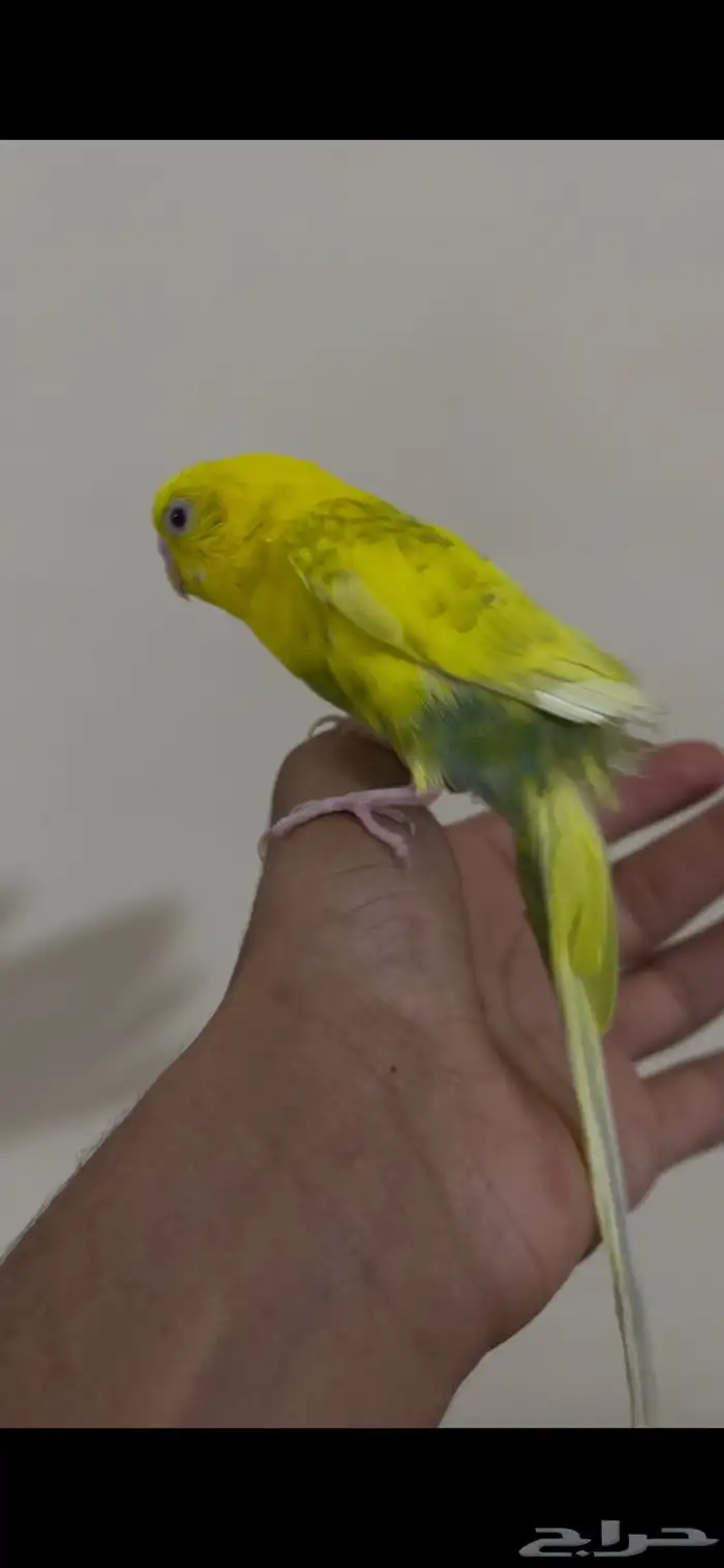 عصفور باجي 0