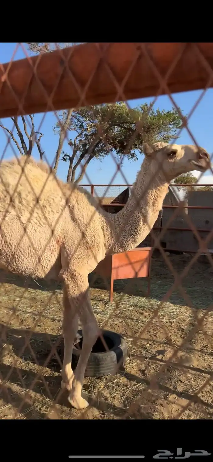 قعود للبيع 2