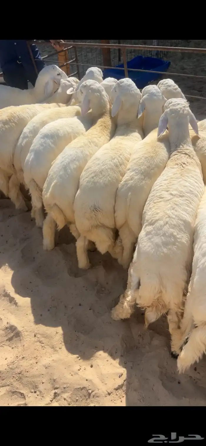 خرفان كناور نعيم ووسط وهرافي 9