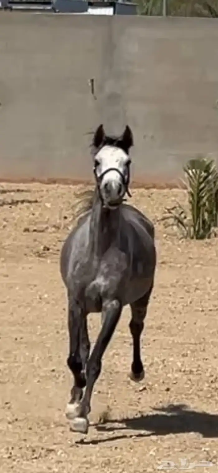 فرس شعبيه لقاح معسوفه جميله ما شاء الله العمر خمس سنوات 2