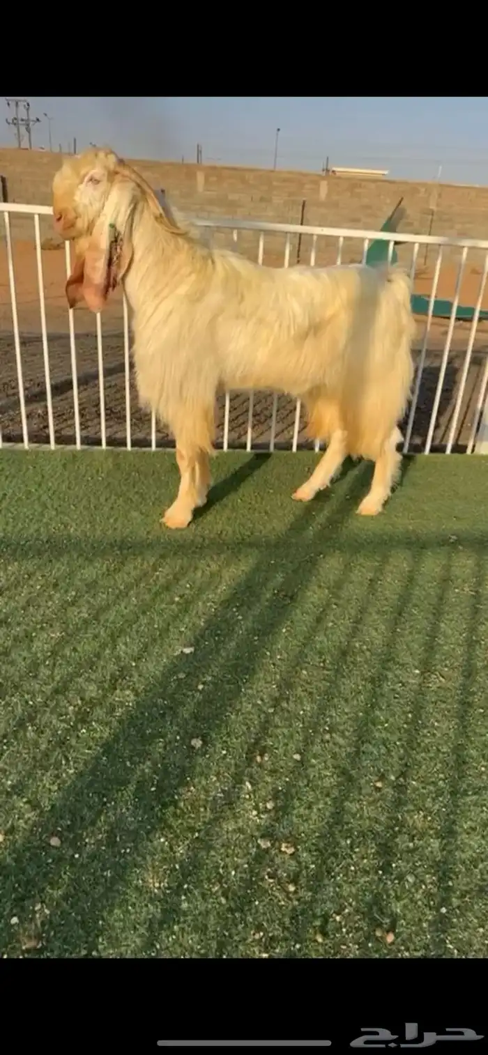 تيس مطور ثني خصم 0