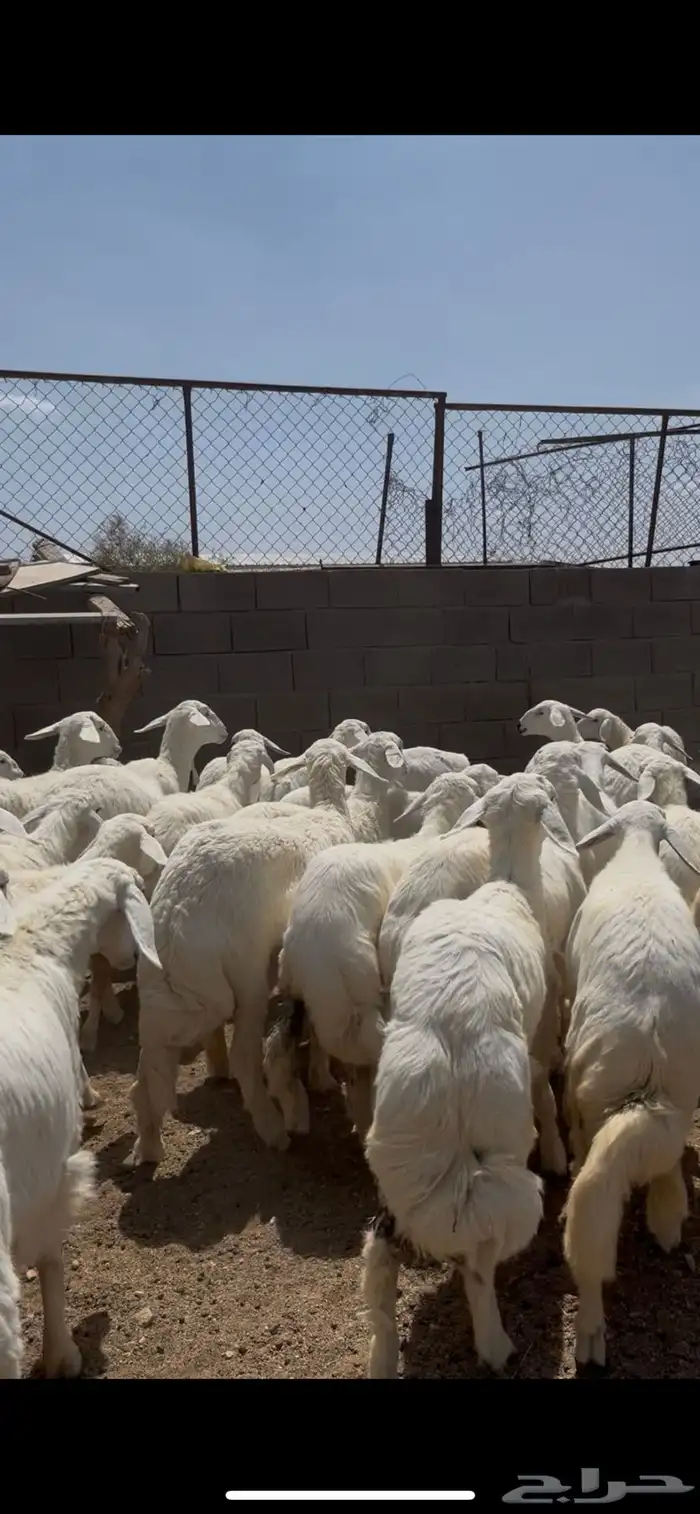 رخال صنف حلال شهران 14