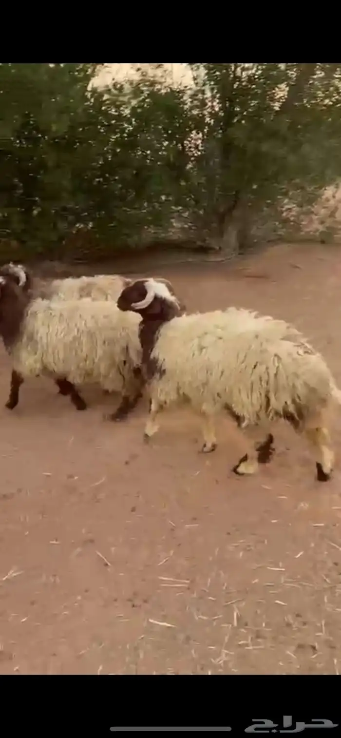 ذبايح نعيم 3 جذعان 4