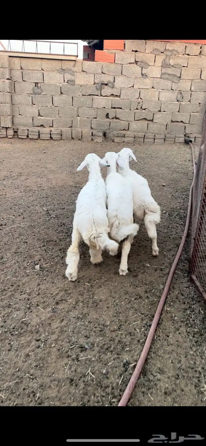 ارخال فل شحم للبيع 1