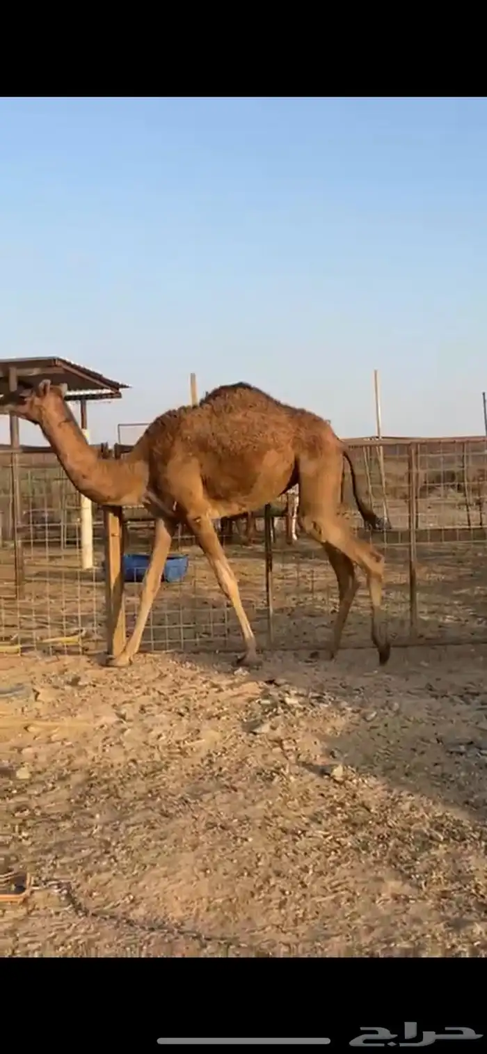 بكره حمرا منوة القناي 0