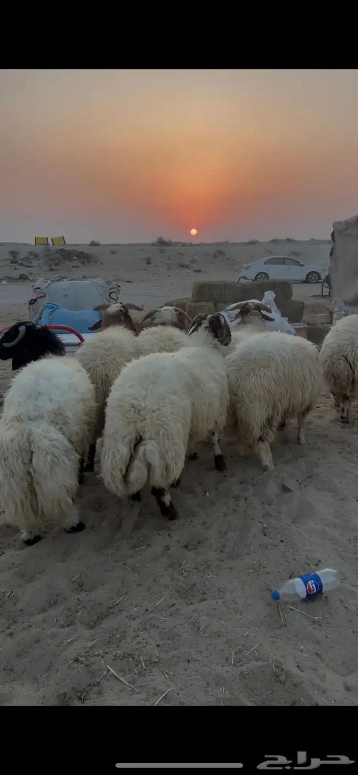 خرفان كناور نعيم ووسط وهرافي 8