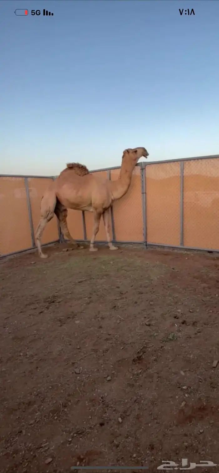 قعود جذع فحل كفوو سلاله طيبه وقويه 1
