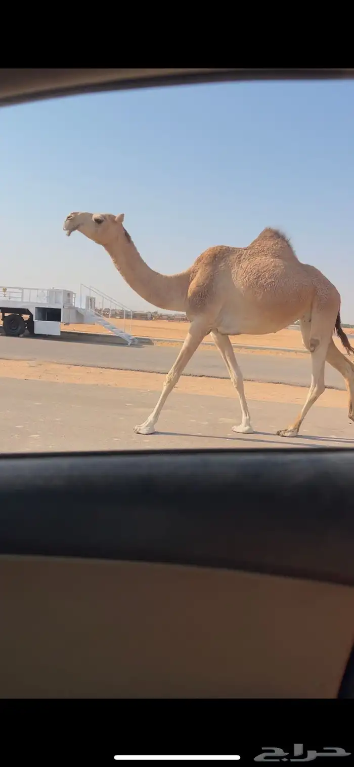 بكر جذعه لقحه على بعير طيب ومنتج 4