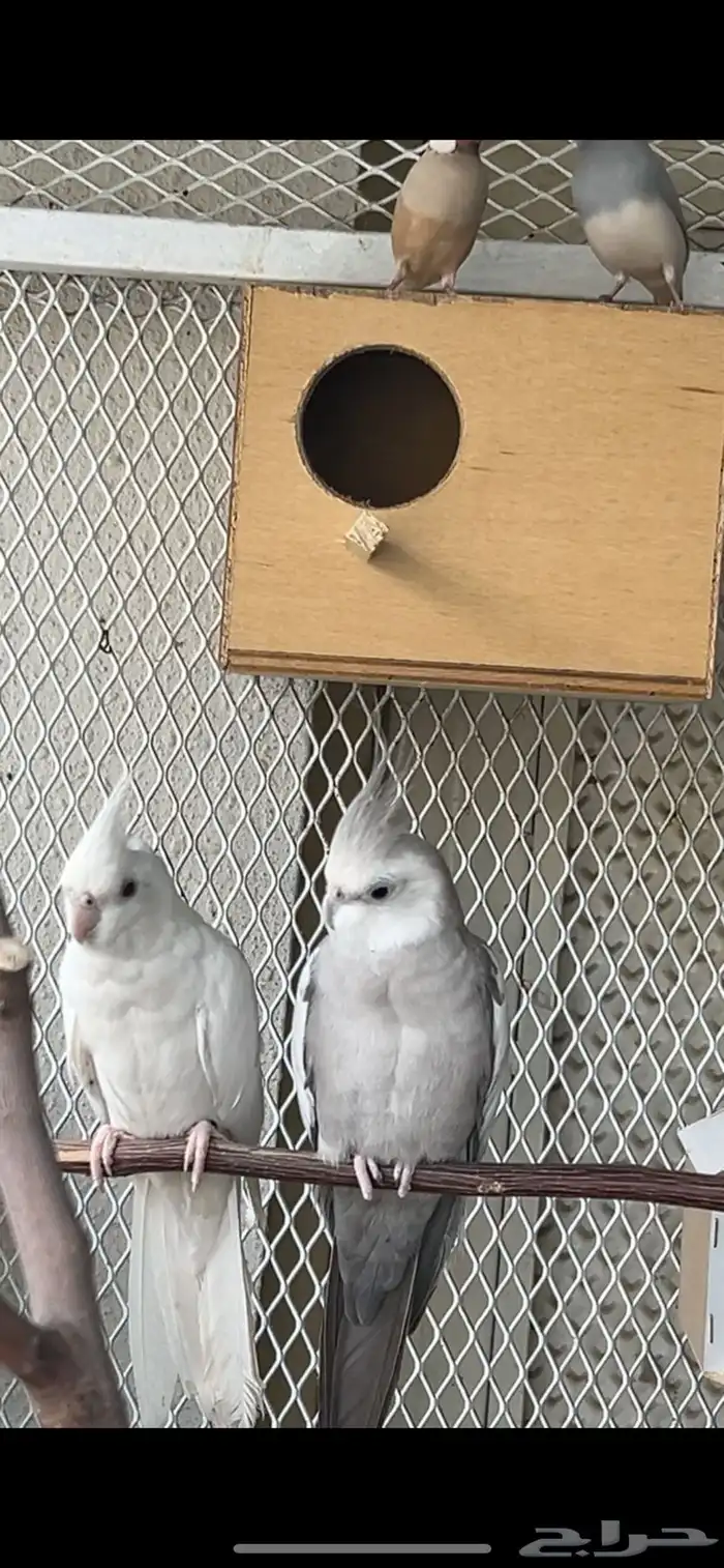 زوج كروان( تم البيع ) 1