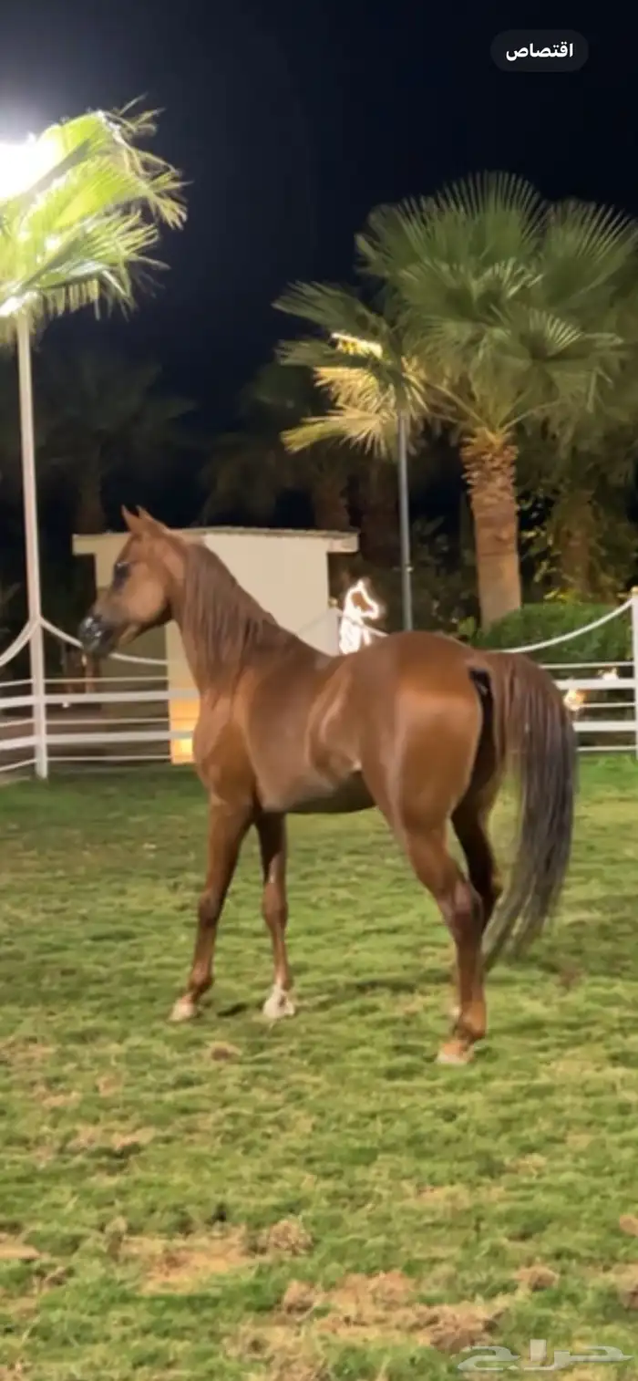 خيل شعبي شيخخخ ماشالله 0