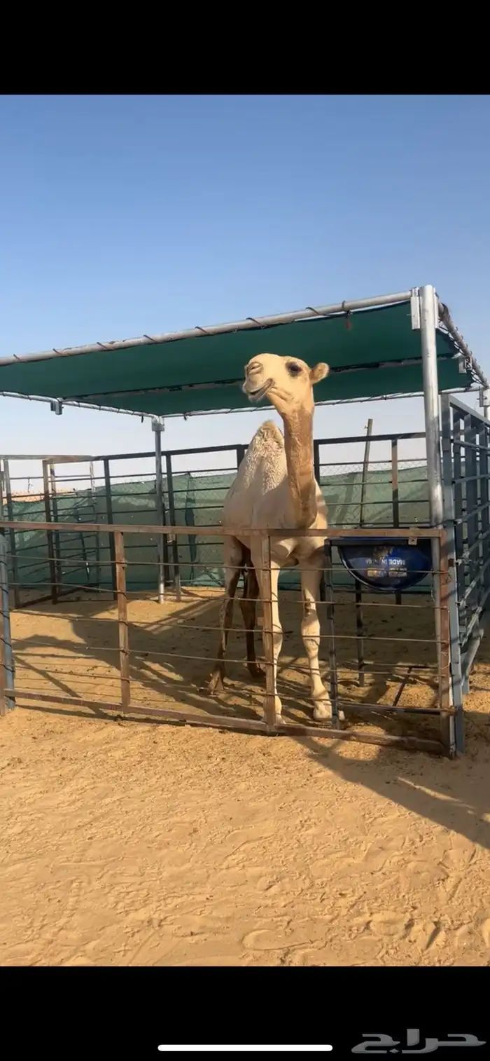 قعود اشقح على زعيم بعير فنجال الشيباني 1