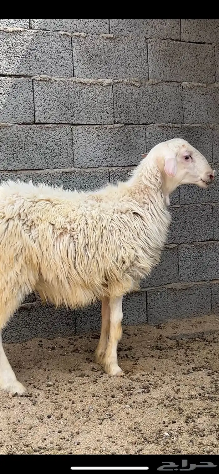 مشروع فحل 0