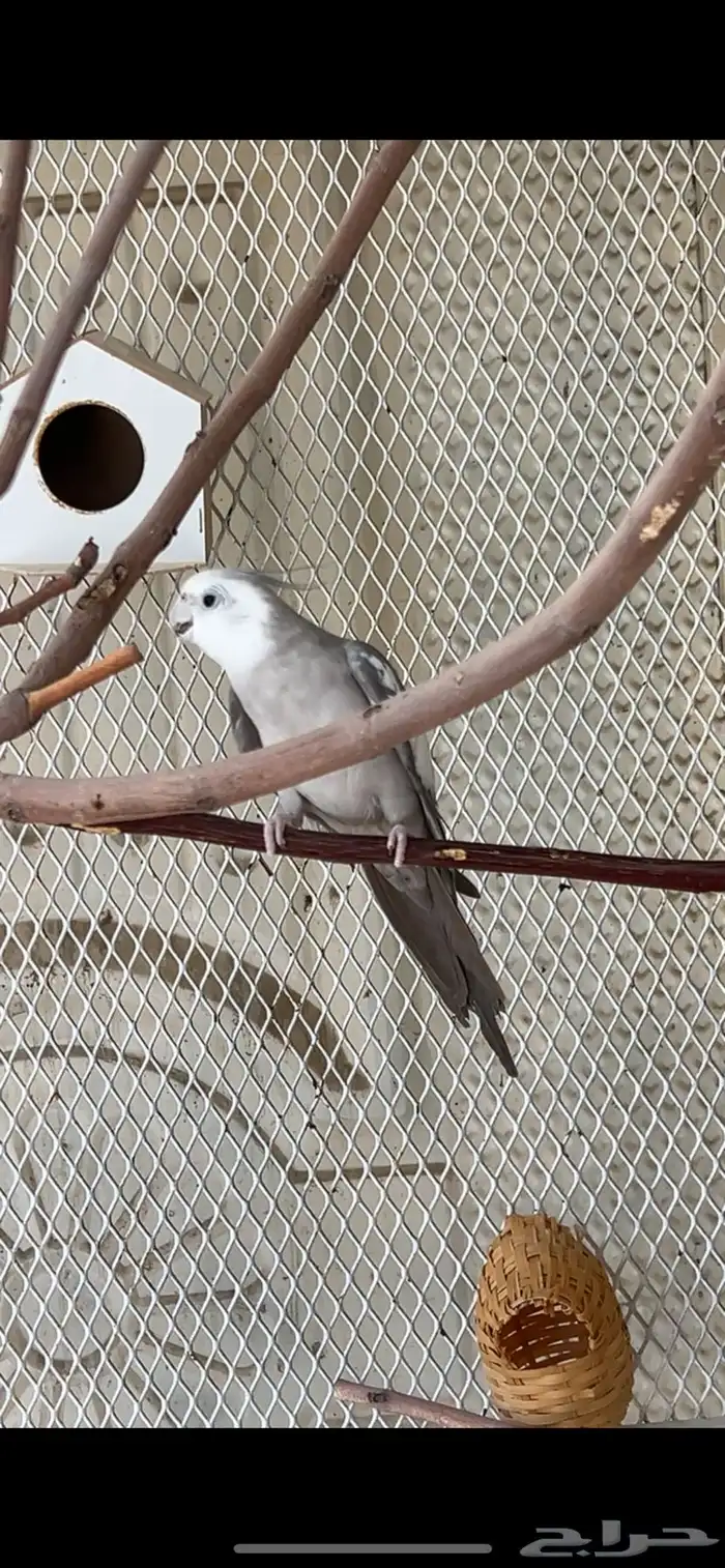 زوج كروان( تم البيع ) 2