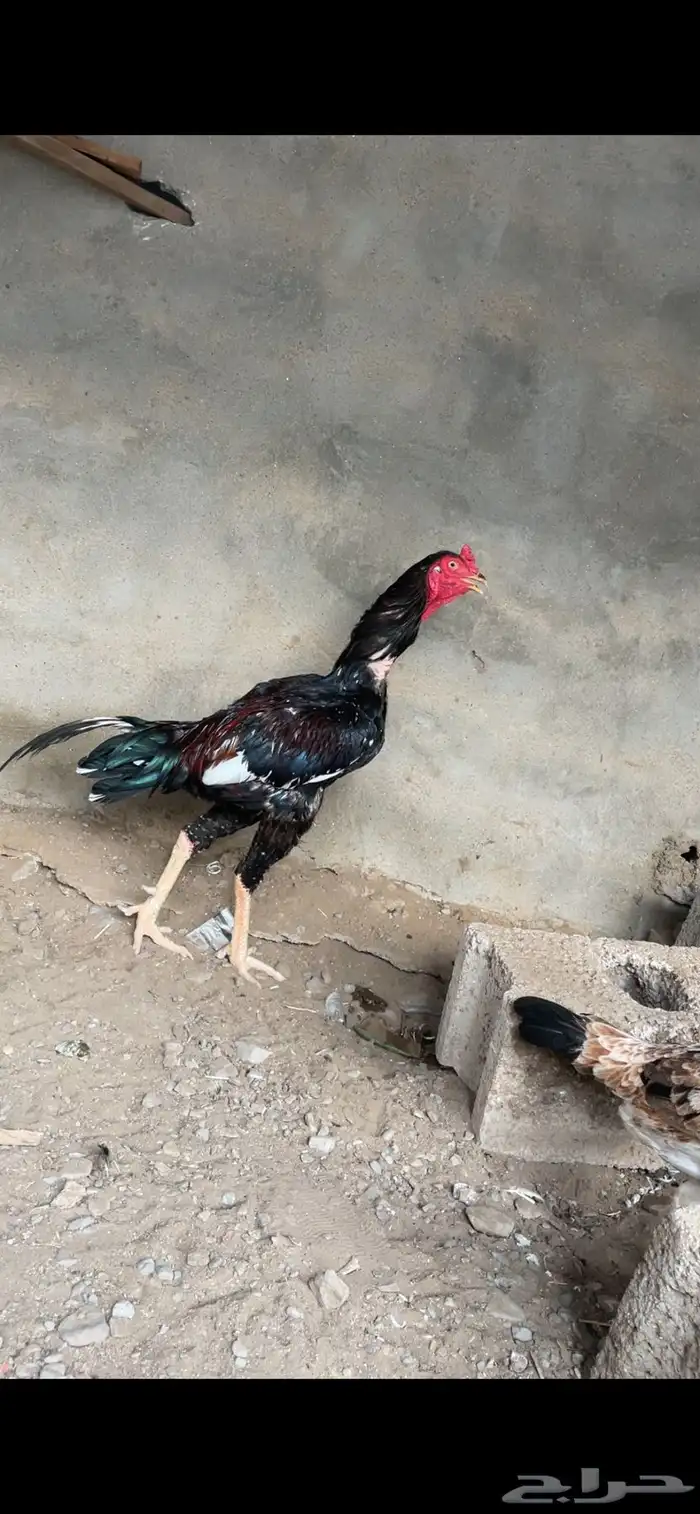 للبيع ذكر سندي اصيل فاخر 1