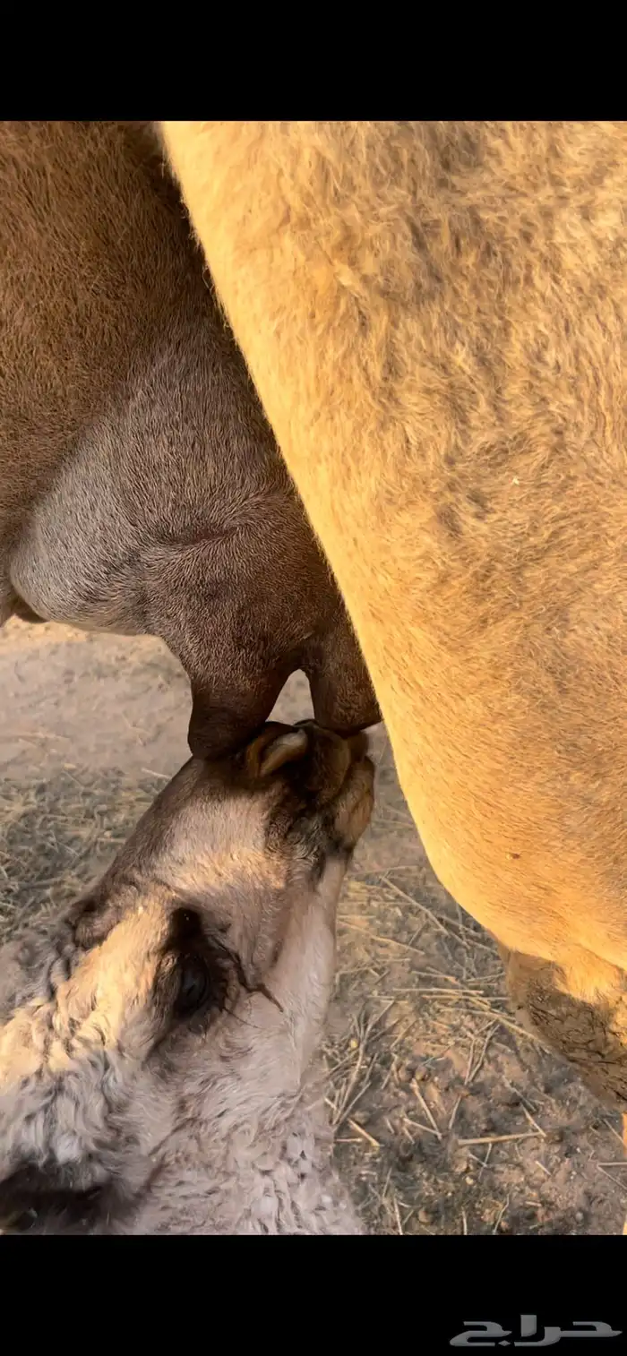 خلفه مصغر منيحه وهديه 2