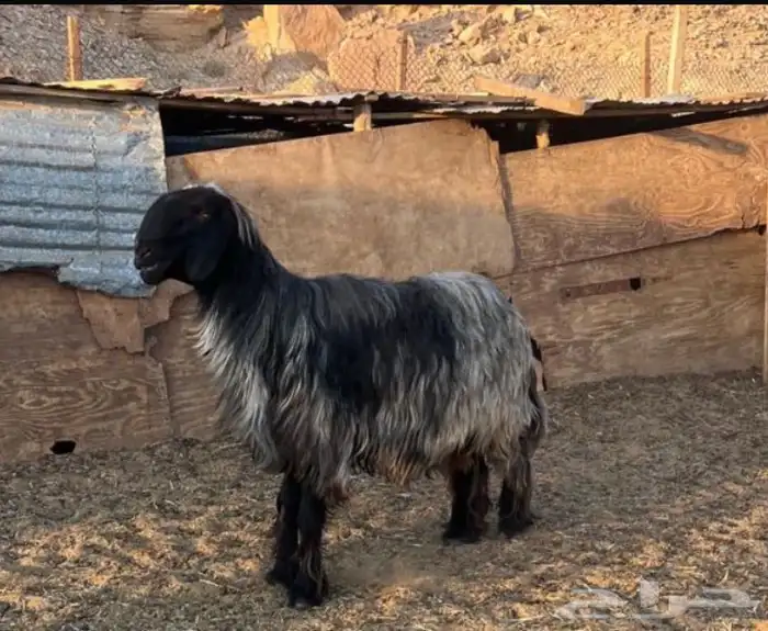فحل نجدي احمر نادر 0