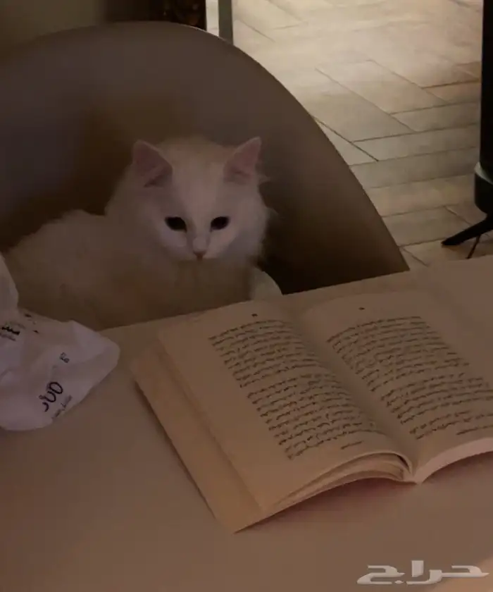 قطط للتبني 3