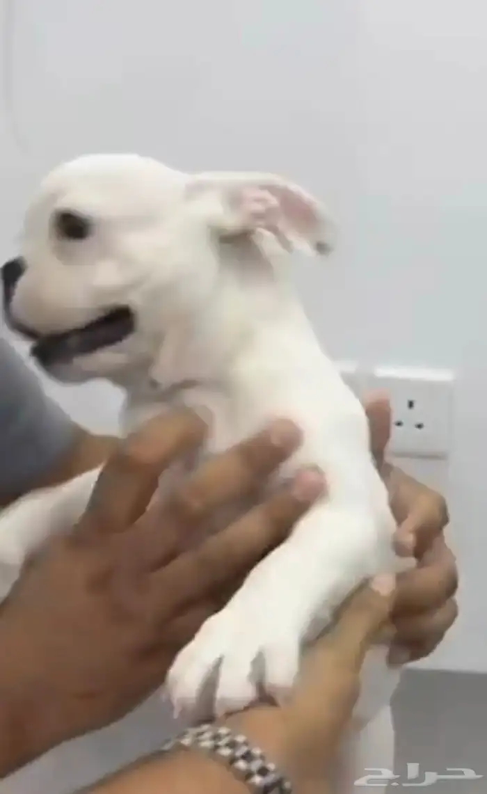 انثى فرنش ابيض 3