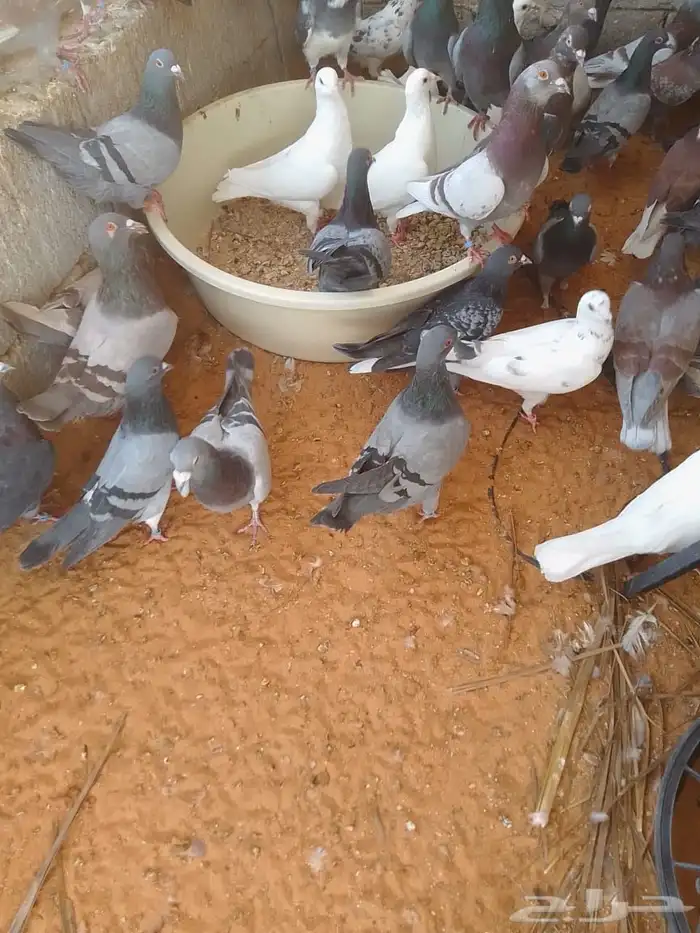حمام مشاكل 1