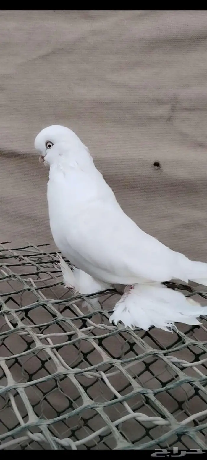للبيع ذكر لونق فيس 2