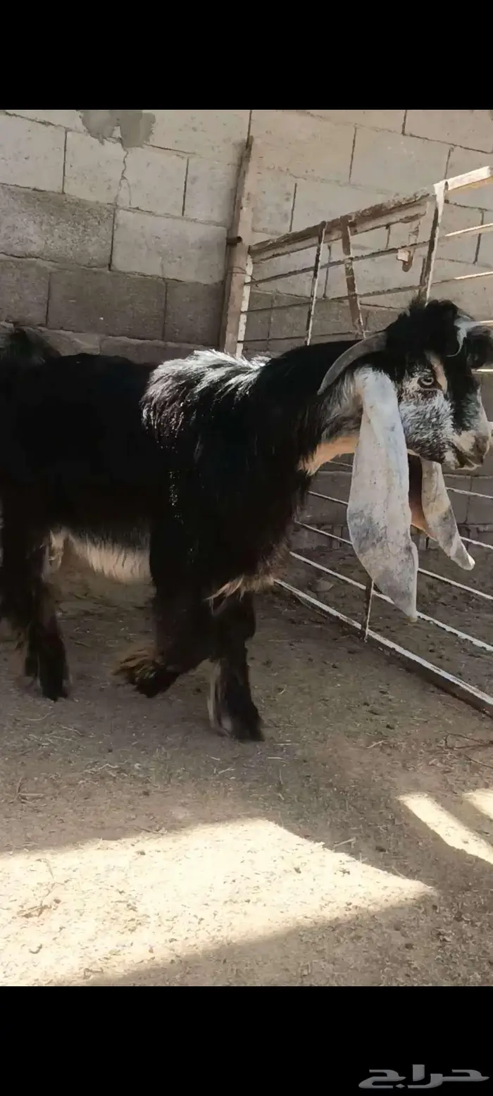 للبيع مشروع فحل عارضي معرف العمر 2