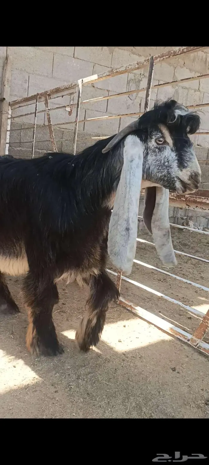 للبيع مشروع فحل عارضي معرف العمر 0