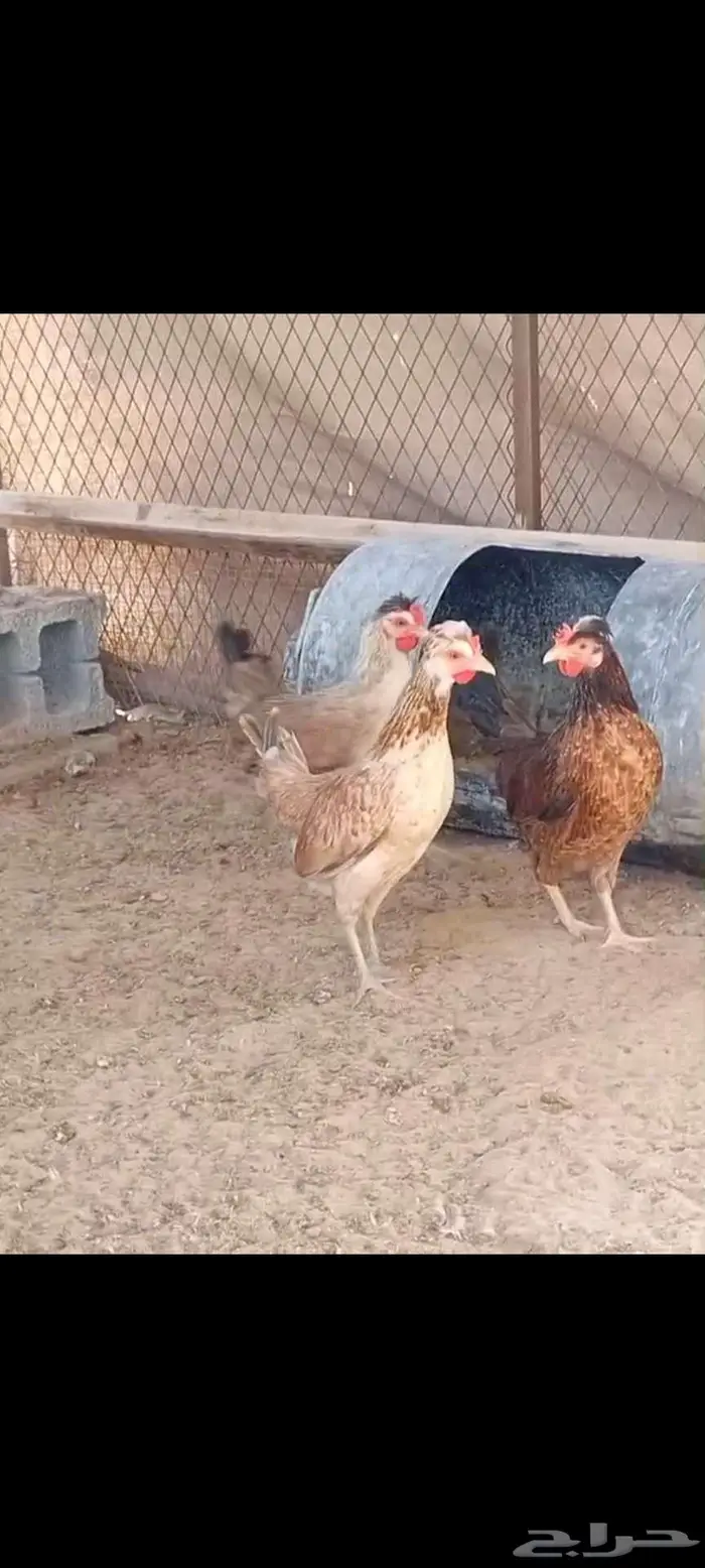 دجاج عربي ترثه وحباحب وارانب 2