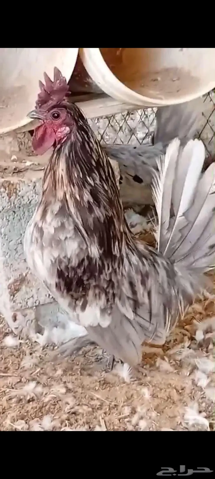 دجاج عربي ترثه وحباحب وارانب 0