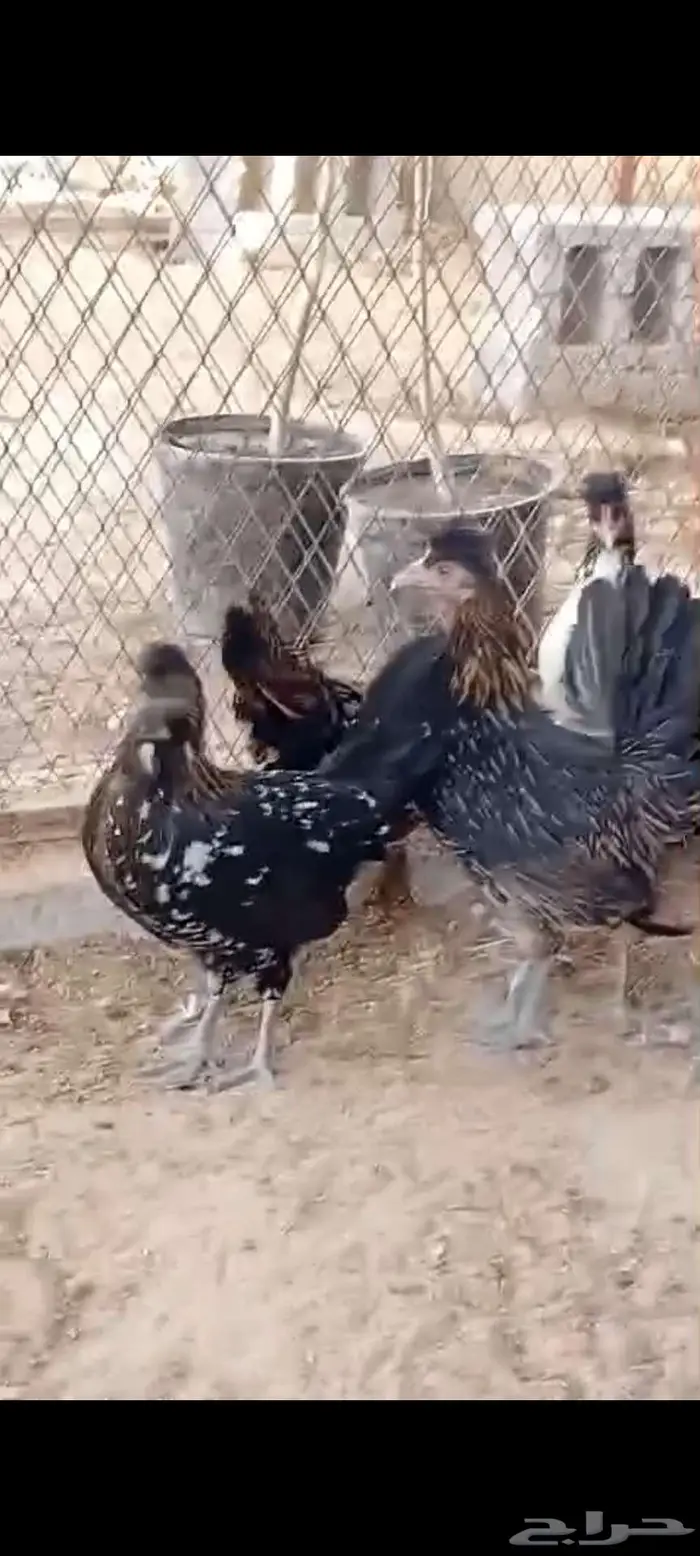 دجاج عربي ترثه وحباحب وارانب 1