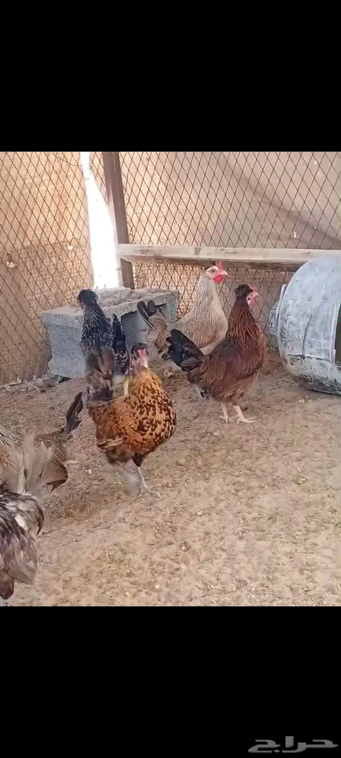 دجاج عربي ترثه وحباحب وارانب 3