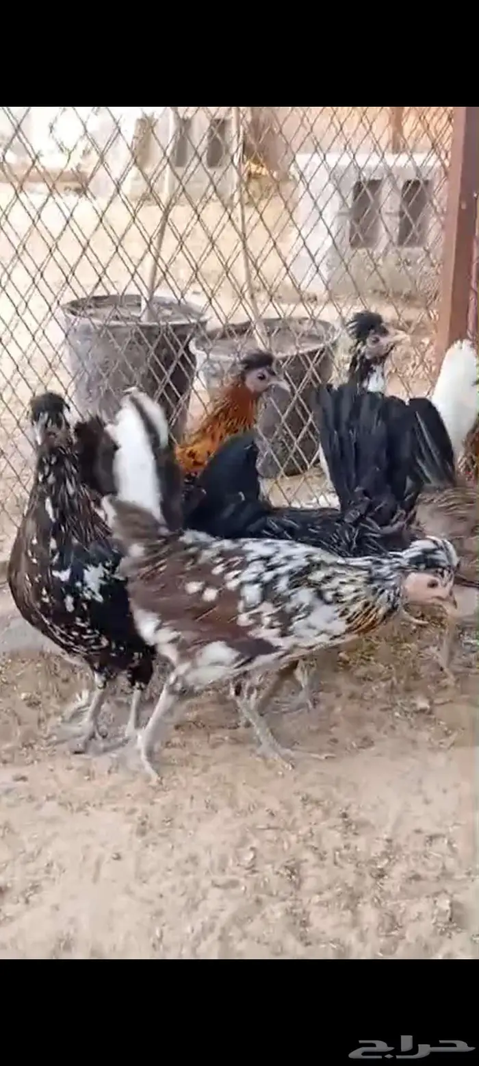 دجاج عربي ترثه وحباحب وارانب 9
