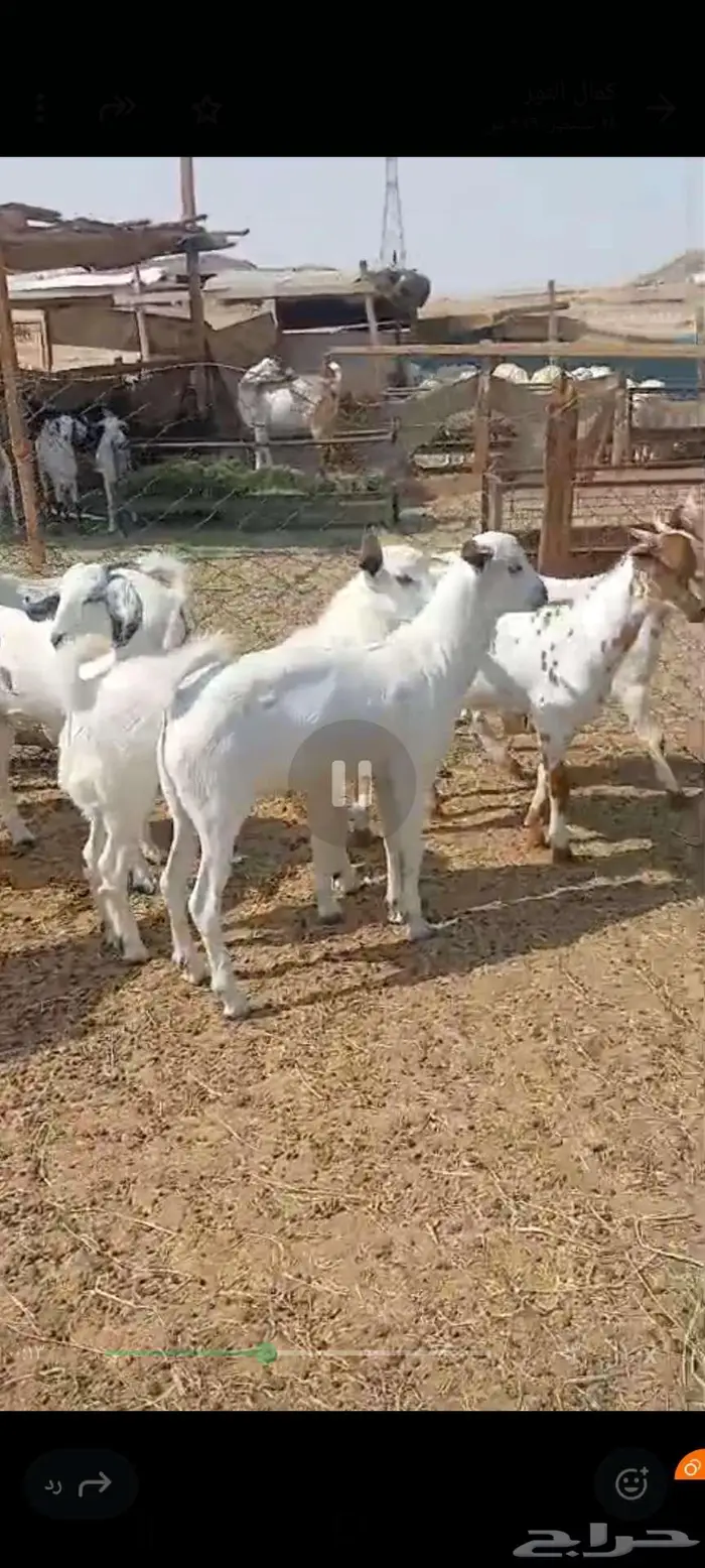 طليان ورخال مناسبات ثلاجة شحم. وتيوس سمان 5