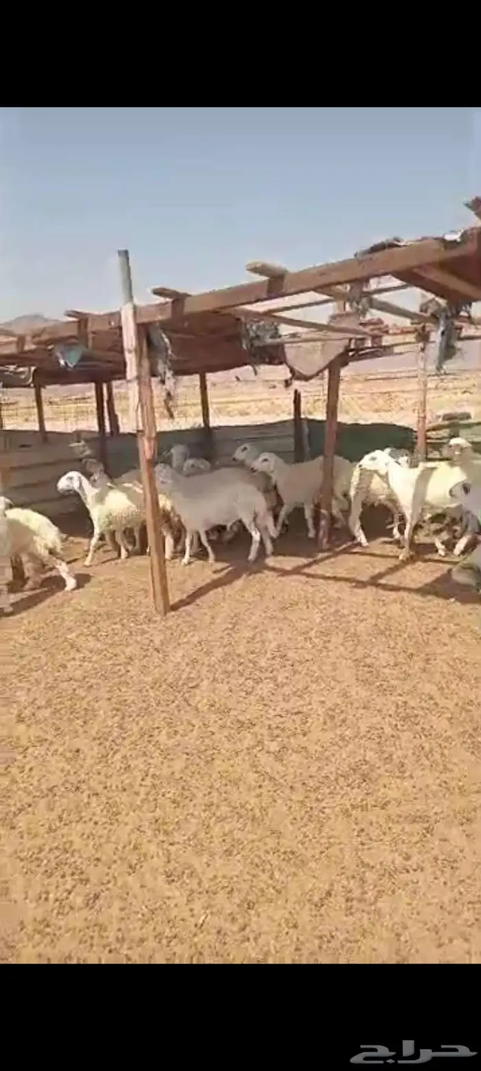 طليان ورخال مناسبات ثلاجة شحم. وتيوس سمان 2