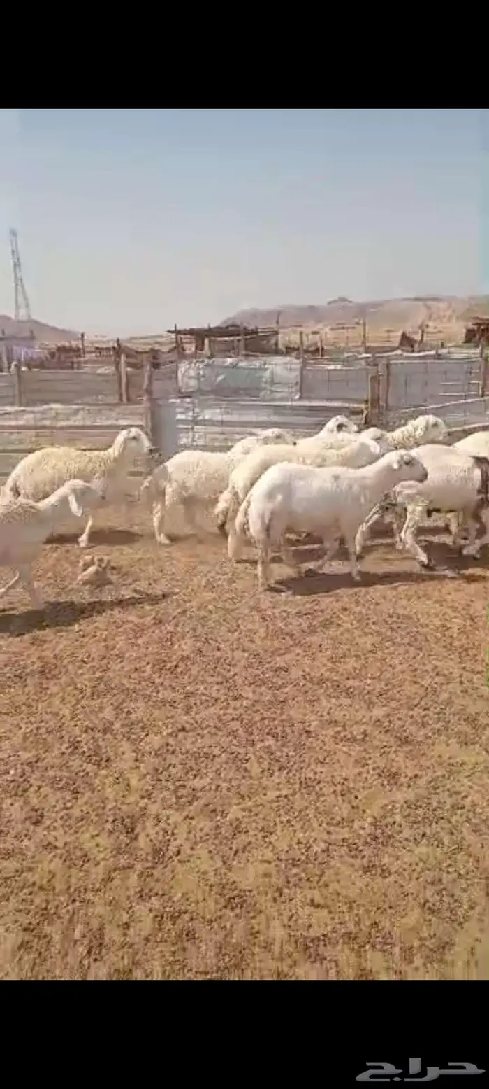 طليان ورخال مناسبات ثلاجة شحم. وتيوس سمان 4
